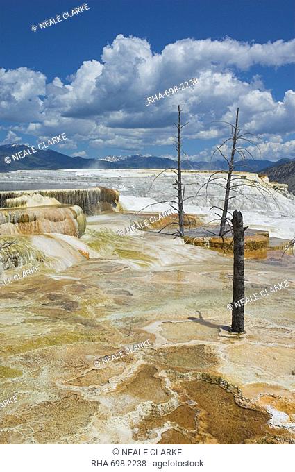 Dead tree trunks, Canary Spring, Mammoth Hot Springs, Yellowstone National Park, UNESCO World Heritage Site, Wyoming, United States of America, North America