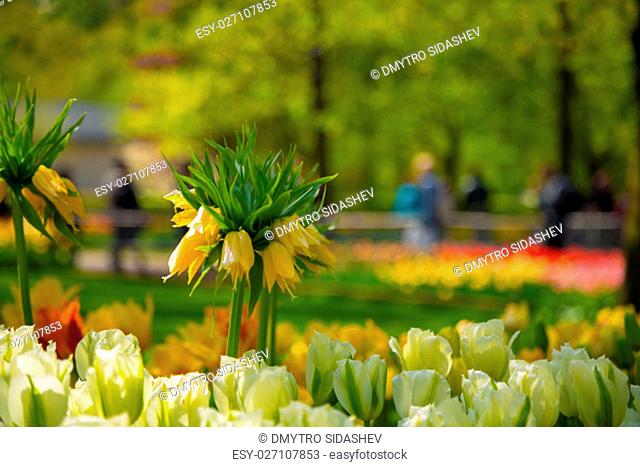 Crown imperial yellow flower in a bed of white tulips. In the background to blur the tourists walk in the park Keukenhof, Holland, Netherlands