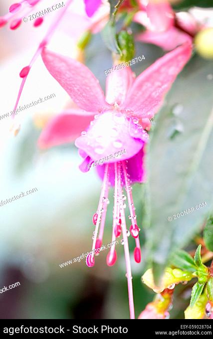 Fuchsia hybrida. Exotic flower with striking two-tone colors. Selected focus. . High quality photo