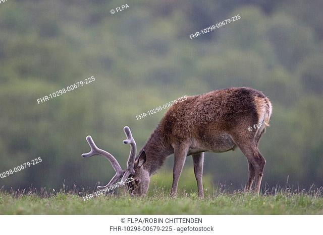 Red Deer Cervus elaphus stag, in velvet, grazing in rainfall, Isle of Mull, Inner Hebrides, Scotland, june