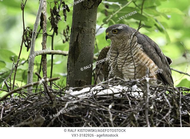 Sparrowhawk ( Accipiter nisus ), adult female sitting, perched on the edge of its nest, caring for its chicks, watching attentively, wildlife, Europe