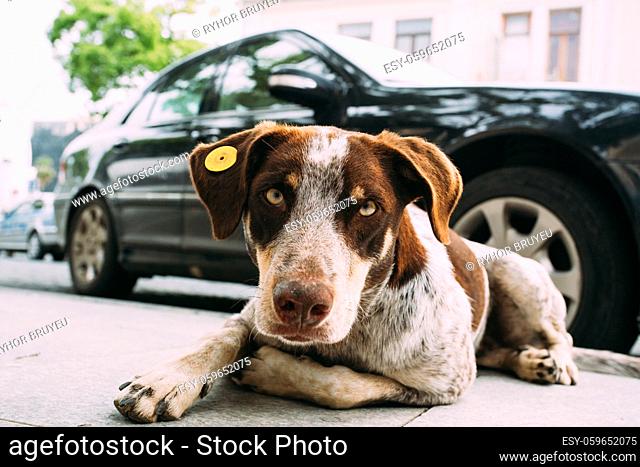 Red And White Medium Size Mixed Breed Homeless Dog Sit Outdoor On Street