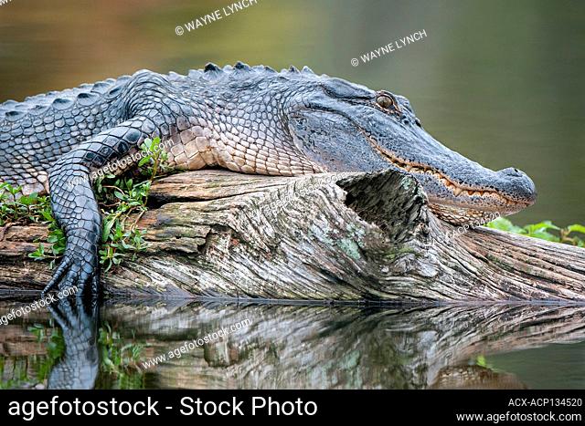 Basking adult alligator (Alligator mississippiensis), Achafalaya Basin, southern Louisiana, USA