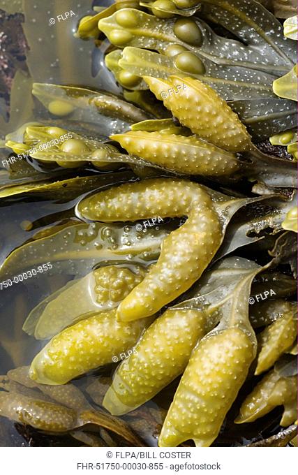 Bladder Wrack Fucus vesiculosus fronds with receptacles, exposed on rocky shore at low tide, Brough Head, Mainland, Orkney, Scotland, june