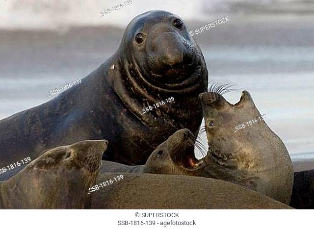 Bull Elephant Seal on San Simeon Beach - California