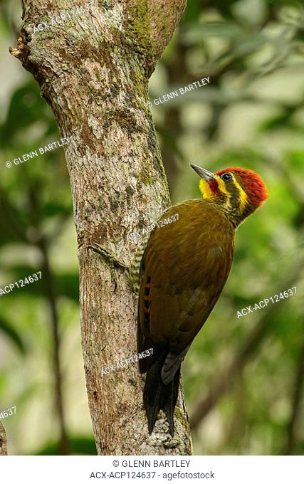 Yellow-browed Woodpecker (Piculus aurulentus) in the Atlantic Rainforest of SE Brazil