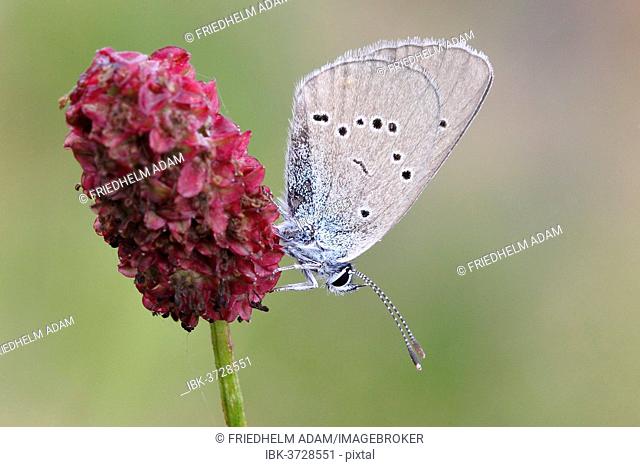 Mazarine Blue (Polyommatus semiargus) butterfly showing the underside of its wing on a Great Burnet (Sanguisorba officinalis), North Rhine-Westphalia, Germany