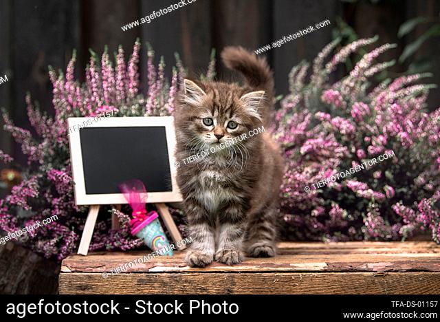 standing German Longhair Kitten