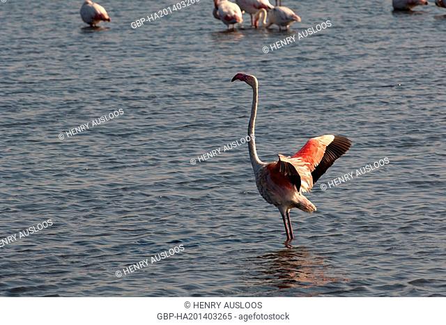 France, Camargue, Greater Flamingo, Phoenicopterus, 03/05/2011