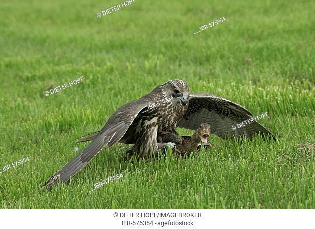 Gyr Saker Falcon (falco rusticolus-cherrug)