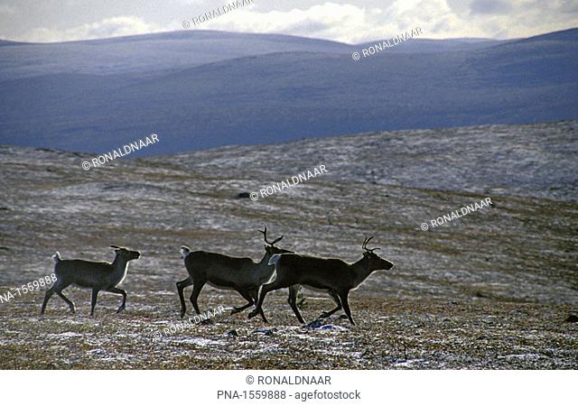 Family of reindeer during the Ruska or autumn in Saariselka, the mountainous part of the national park Urho Kekkonen, north-eastern Finnish Lapland