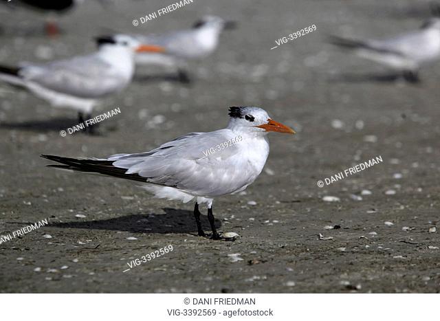 Royal Tern (Sterna maxima) flock at South Marco Beach on Marco Island, Florida, USA. - MARCO ISLAND, FLORIDA, UNITED STATES OF AMERICA, 21/08/2012