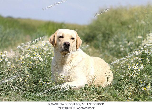 Dog Labrador Retriever