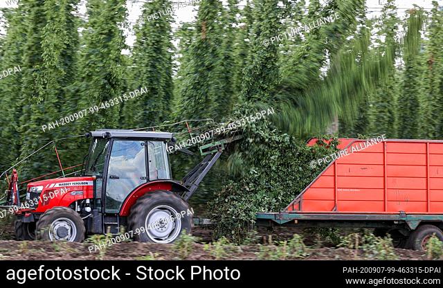 07 September 2020, Saxony-Anhalt, Weddegast: A tractor with a tearing machine drives through the rows of the hop garden of the Agrargenossenschaft Baalberge e