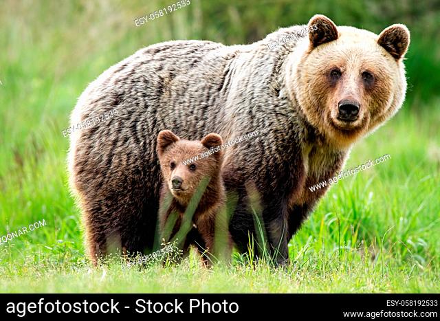 An adorable cub and adult female of brown bear, ursus arctos, with fluffy coat, united in the middle of grass meadow. An attentive bear family observing her...
