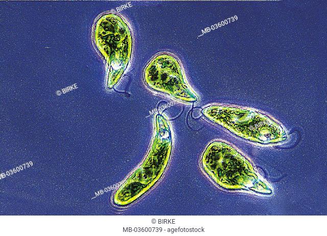 Microscope reception, Augenflagellaten, Euglena viridis