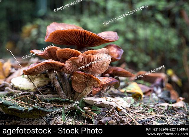 22 October 2022, Coburg: A mushroom grows on a tree stump. Photo: Daniel Vogl/dpa. - Coburg/Germany