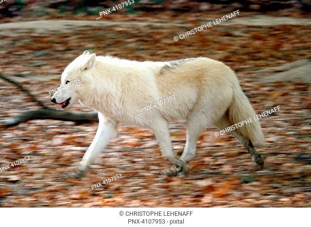 Arctic wolf (Canis lupus arctos) moving about (running)