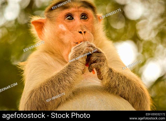 Pregnant bonnet macaque eating tamoto closeup