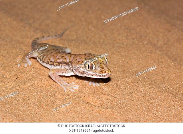 The Stenodactylus petrii or dune gecko or 'frog-eyed' gecko  is a small, mostly nocturnal dwarf gecko of the genus Stenodactylus  They are found across northern...