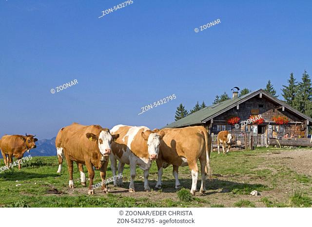 Kühe vor der Kreuzbergalm in den Tegernseer Alpen