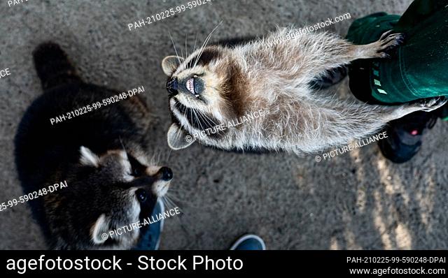 25 February 2021, Schleswig-Holstein, Neumünster: Raccoons are fed by an animal keeper at the Neumünster Zoo. From 1 March 2021