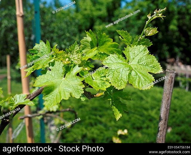 leaves of vitis (Vitaceae) aka vine or grapevine plant