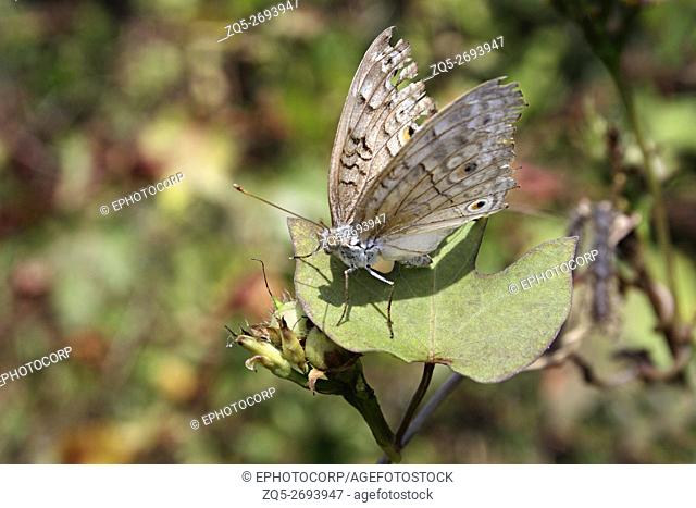 Grey Pansy Butterfly, Junonia atlites, Aarey Milk Colony, Mumbai