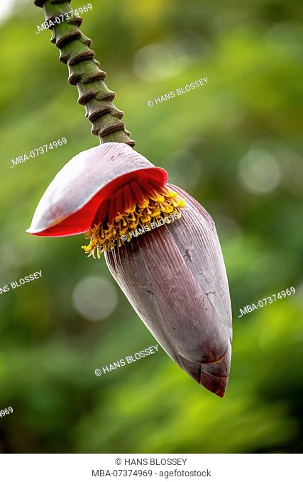 Blossom of a banana (Musa paradisiaca), opened banana blossom, Viñales, Cuba, Pinar del Río, Cuba, travel, island, Greater Antilles