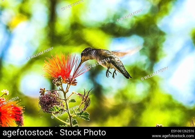 Anna's Hummingbird Female Bird Calypte Anna Feeding Flying Red Flowers Botanical Garden Tucson Arizona