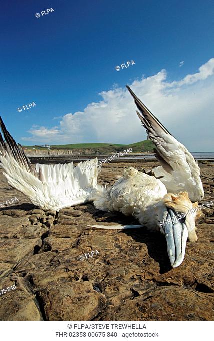 Northern Gannet (Morus bassanus) dead adult, washed ashore after contamination from polyisobutene oil additive at sea, affecting waterproof coating and ability...