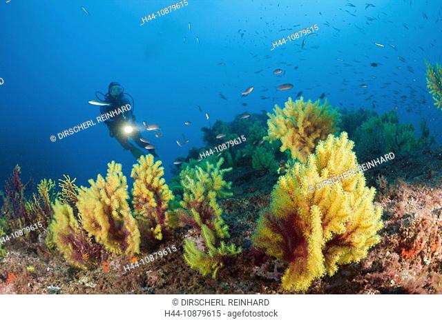 Scuba Diver and Variable Gorgonians, Paramuricea clavata, Tamariu, Costa Brava, Mediterranean Sea, Spain