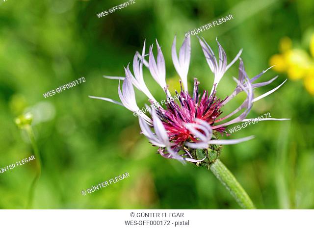 Austria, Montane Knapweed flower, close up