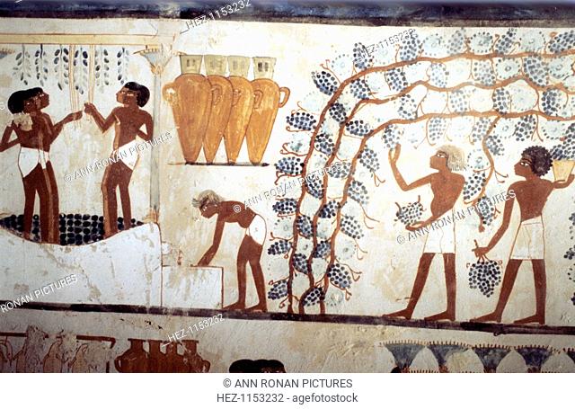 Wall painting from the tomb of the scribe Menna, Thebes, Ancient Egyptian, 18th dynasty, c1419-1380 BC. Scene of the Vendage: picking grapes in a vineyard...