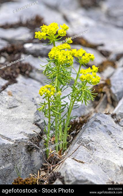 Cypress Spurge (Euphorbia cyparissias), flowering, growing in a rock crevice, Stanser-Joch, Stans, Tyrol, Austria, Europe