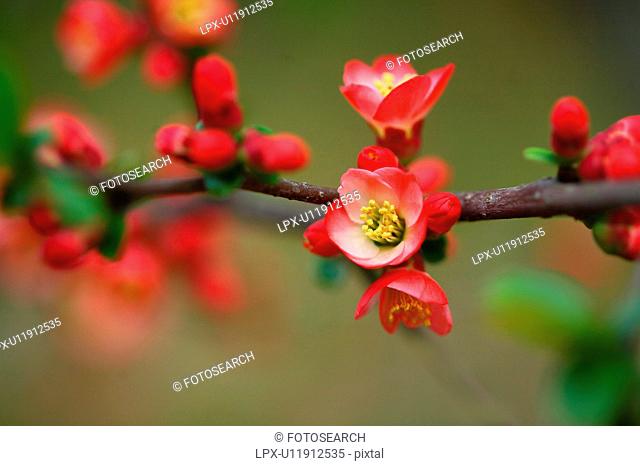Flowering Quince Chaenomeles speciosa