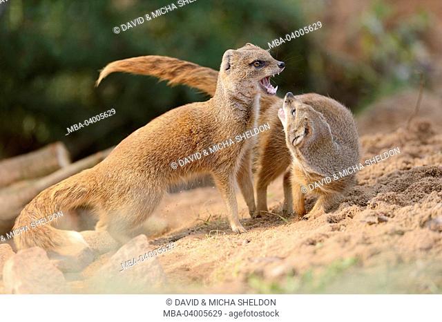 Red meerkat, Cynictis penicillata, side view, argue