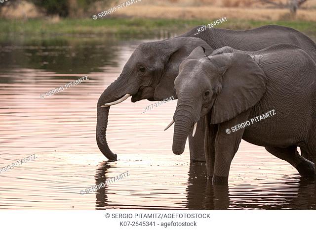 African elephants (Loxodonta africana), Okavango delta, Botswana