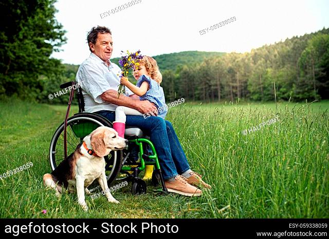Small girl with senior grandfather in wheelchair and dog on a walk on meadow in nature, pushing