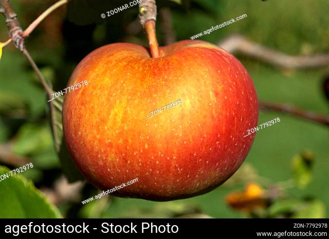 Boskoop, Boskop, Winter-Apfel