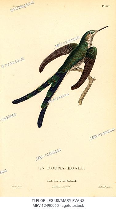 Green-tailed trainbearer, Lesbia nuna (Ornismya nuna). Handcolored steel engraving by Coutant after an illustration by Jean-Gabriel Pretre from Rene Primevere...