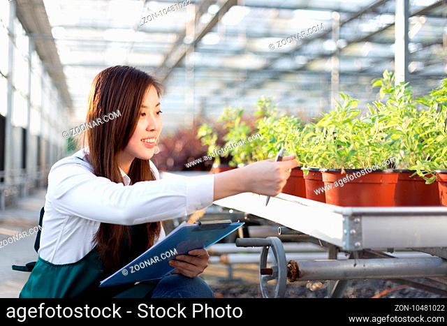 young beautiful chinese woman works in modern green house