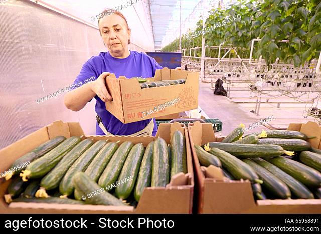 RUSSIA, REPUBLIC OF CRIMEA - DECEMBER 21, 2023: Packing cucumbers grown at the Belogorsky greenhouse complex. Sergei Malgavko/TASS