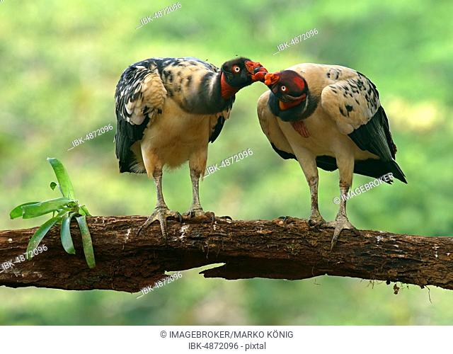 King Vulture (Sarcoramphus papa), animal couple billing, standing on a branch, Costa Rica, Central America