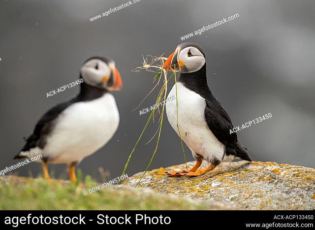 Atlantic puffin (Fratercula arctica) Gathering nesting material from a grassy bluff