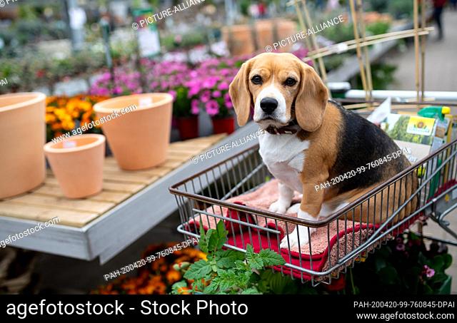 20 April 2020, Bavaria, Munich: Beagle Emma is sitting in a shopping cart in the Seebauer garden centre. From 20.04.2020 DIY and garden centres in Bavaria will...