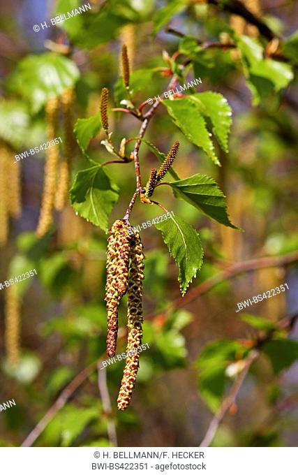 common birch, silver birch, European white birch, white birch (Betula pendula, Betula alba), branch with blooming catkins, Germany