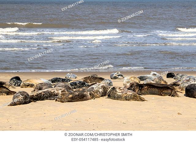 Grey seal , Halichoerus grypus, on the breeding beaches at Horsey, Norfolk, UK
