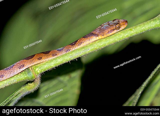 Mapepire Corde Violon, Blunthead Tree Snake, Imantodes cenchoa, Tropical Rainforest, Corcovado National Park, Osa Conservation Area, Osa Peninsula, Costa Rica