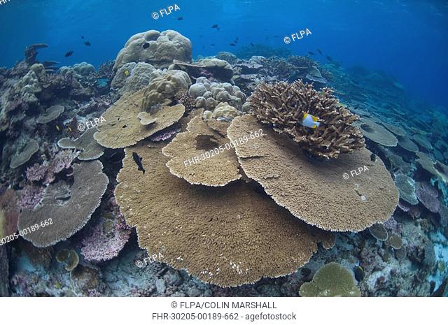 Coral reef habitat, large table coral with fish, Perpendicular Wall dive site, Christmas Island, Australia